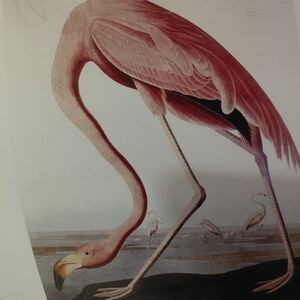 Elegant Pink Flamingo Bird Art Print